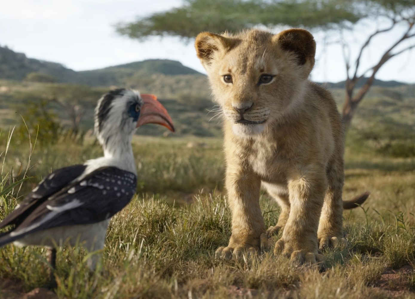 実写映画 ライオンキングのネタバレやあらすじを紹介 見どころ満載のキャラクターや楽曲から吹替キャストなども紹介 ニュース エンスポ